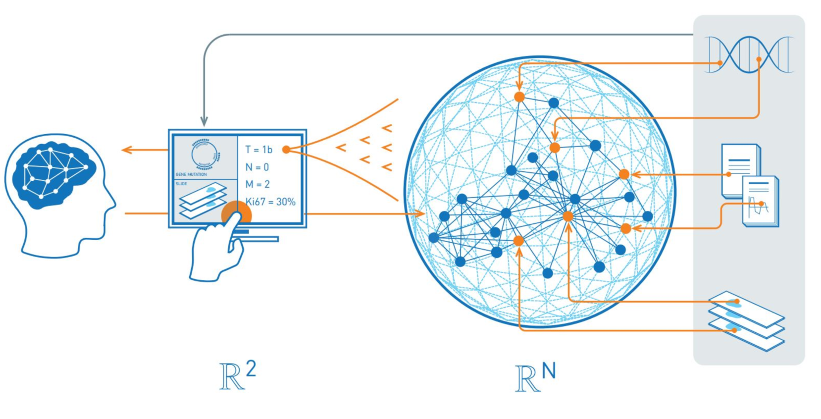 Fwf Project Reference Model Of Explainable Ai For The Medical Domain Human Centered Ai